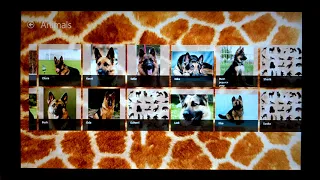 Значок видео "Pedigree animal for Windows 10"